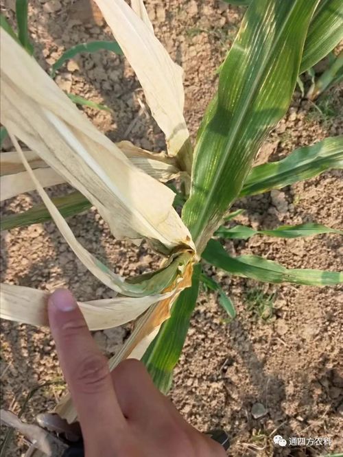 ���쵽����������ģʽ���_������������ɶΣ��������A����