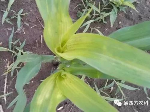 ���הQ����ô�k����ץ�o��Q��Ӱ푮a(ch��n)��!!!